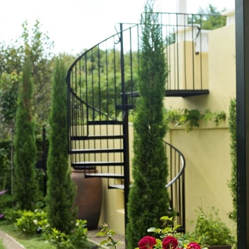 Cupressus sempervirens `Totem` - Európai ciprus