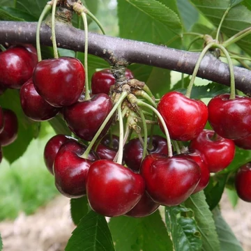 `Carmen` cseresznye