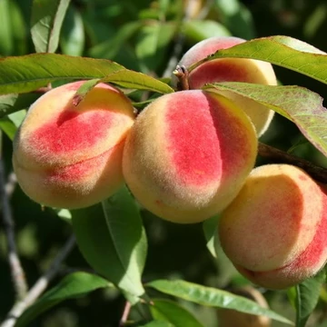 `Champion` őszibarack (koros)