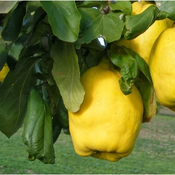 'Bereczki bőtermő' birs