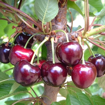 `Bigarreau Burlat` cseresznye