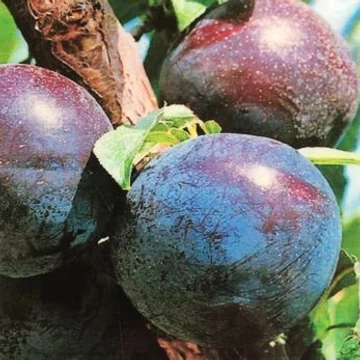 `Black Sun` japán szilva