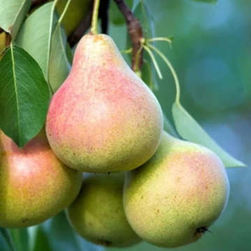 `Clapp kedveltje` körte