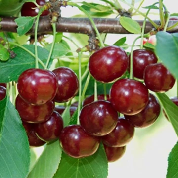 `Érdi bőtermő` meggy