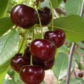 `Érdi jubileum` meggy