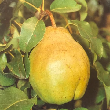 `Hardenpont` téli vajkörte