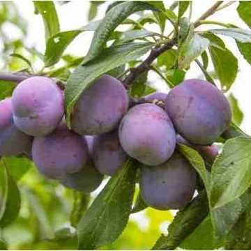 'Laroda' japánszilva