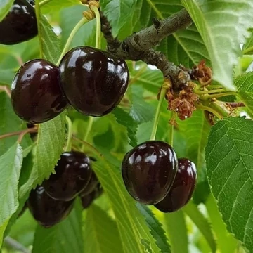 `Szomolyai fekete` cseresznye