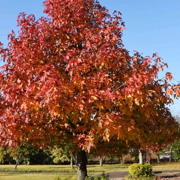 Liquidambar styraciflua - Amerikai ámbrafa