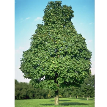 Acer platanoides `Olmsted' - Oszlopos korai juhar 