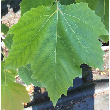 Platanus acerifolia 'Palóc' - Juharlevelű platán