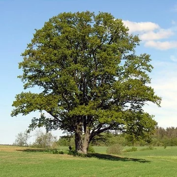 Quercus robur – Kocsányos tölgy