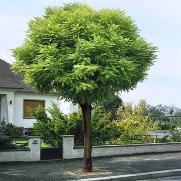 Robinia pseudoacacia `Umbraculifera` - Gömbakác