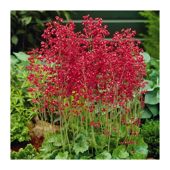 Heuchera sanguinea  – Vérvörös tűzeső