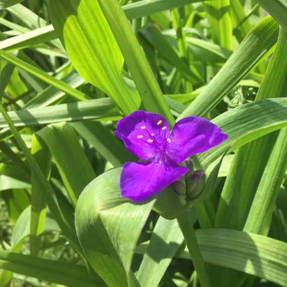 Tradescantia x andersoniana 'Rubra' - Kerti pletyka