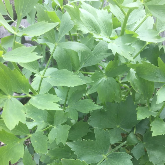 Levisticum officinale - Lestyán