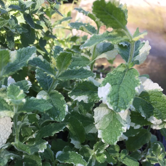 Mentha suaveolens `Variegata` - Ananászmenta