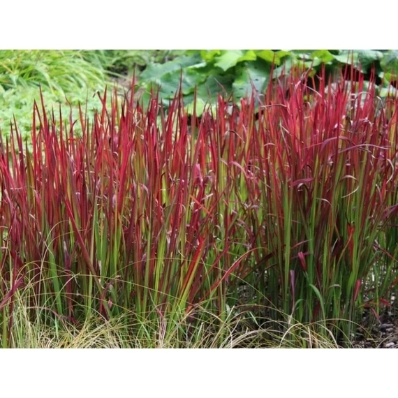 Imperata cylindrica `Red Baron` - Vörös alangfű