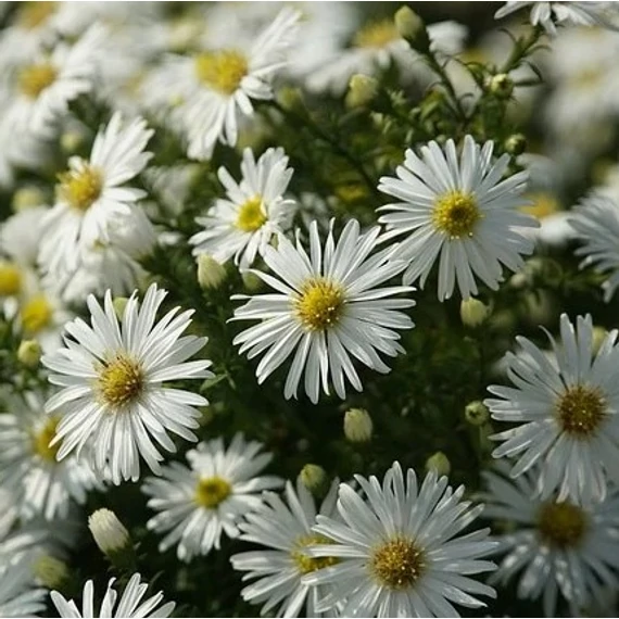 Aster dumosus `Kristina` - Törpe őszirózsa