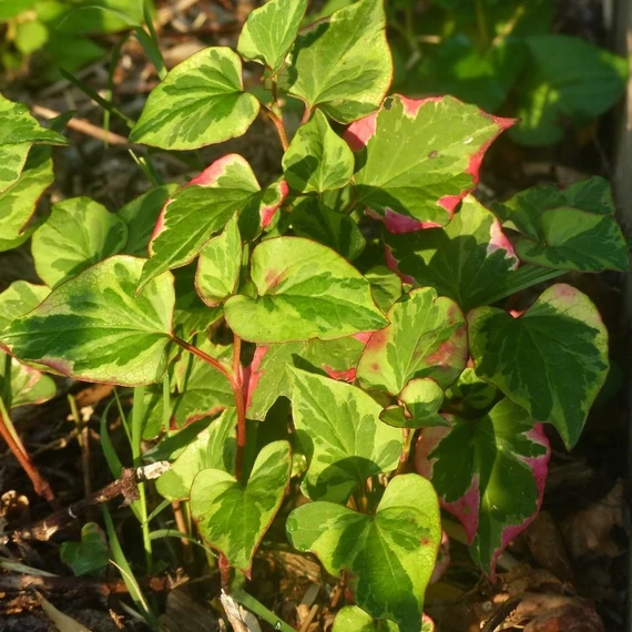 Houttuynia cordata `Chameleon` – Kaméleonlevél