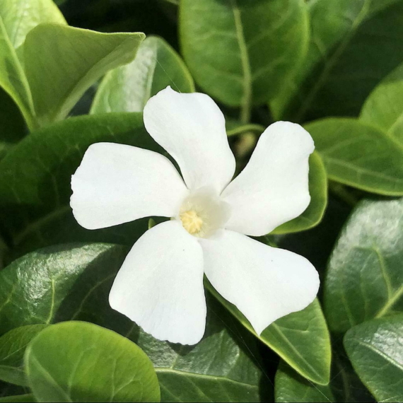 Vinca minor `Alba` - Fehér virágú kis meténg