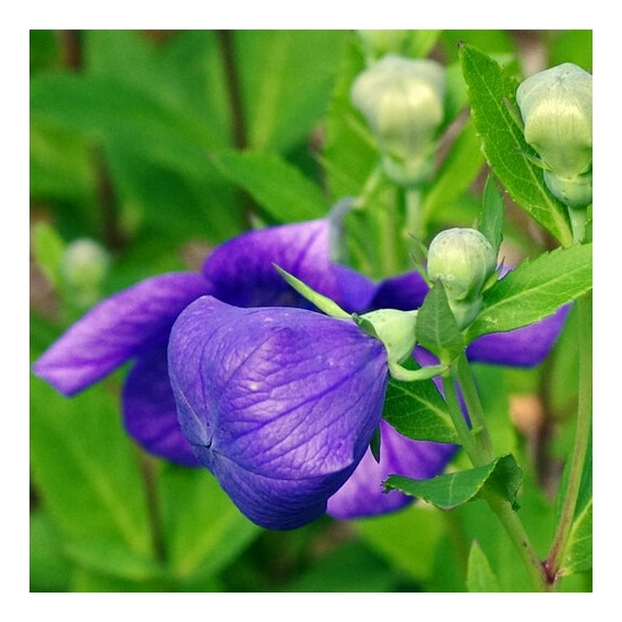 Platycodon grandiflorus `Astra Blue` - Léggömb virág