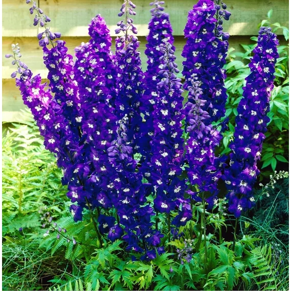 Delphinium cultorum `Magic F Dark Blue White Bee` - Kerti szarkaláb