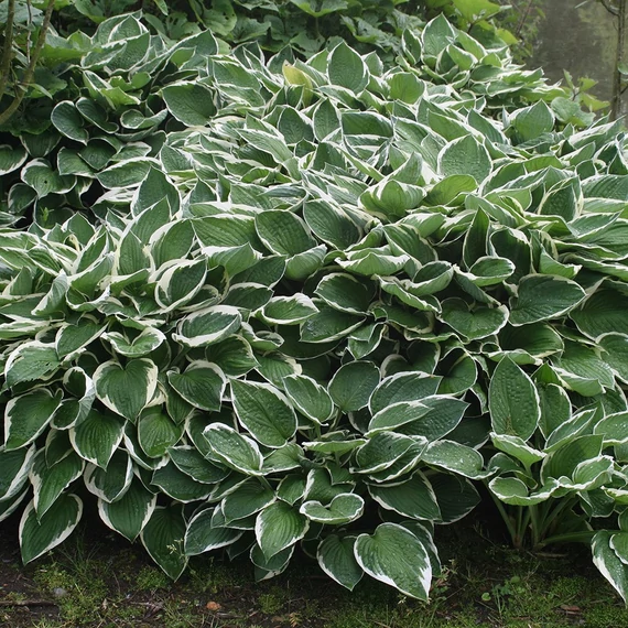 Hosta fortunei `Francee` - Árnyékliliom