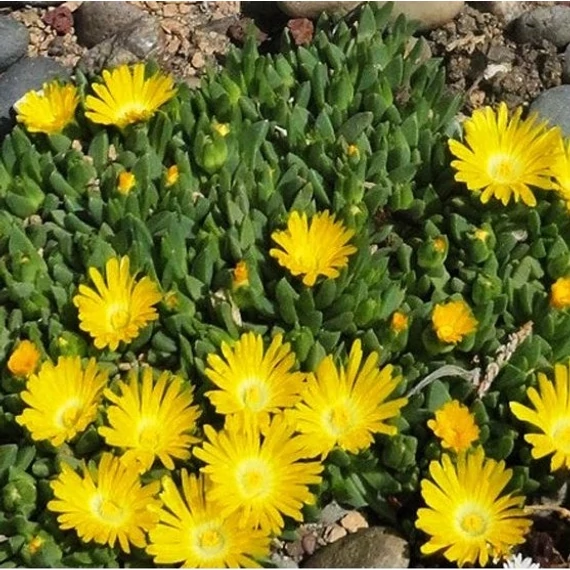 Delosperma congestum 'Golden Nugget' – Délvirág