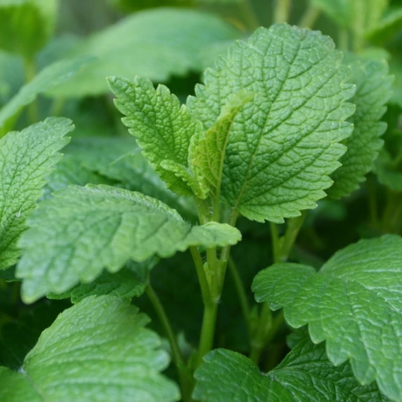 Melissa officinalis - Citromfű