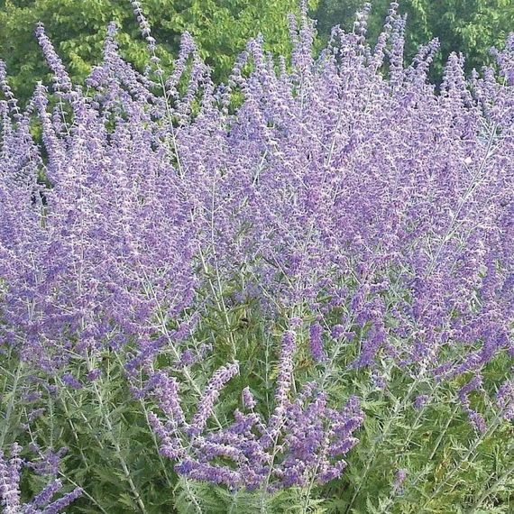 Perovskia atriplicifolia `Blue Spire` - 