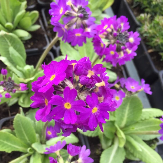 Primula denticulata 'Prom Lilac' – Gömbös kankalin