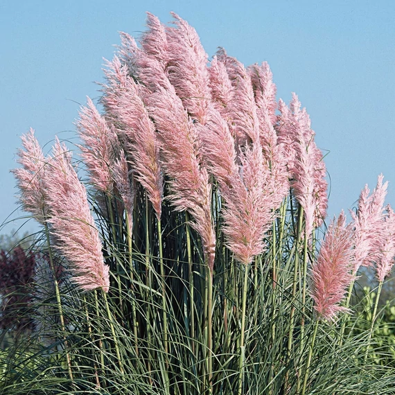 Cortaderia selloana `Rosea` - Rózsaszín virágú pampafű