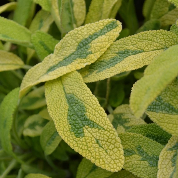 Salvia officinalis `Icterina` - Sárgatarka kerti zsálya