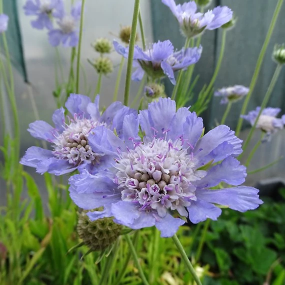 Scabiosa caucasica 'Perfecta Mid Blue' - Kaukázusi ördögszem