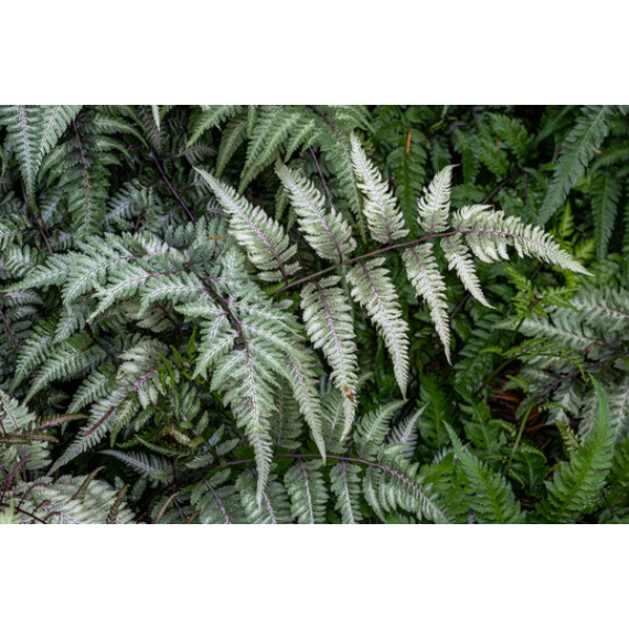 Athyrium niponicum var. pictum ‘Silver Falls’ - Japán hölgypáfrány