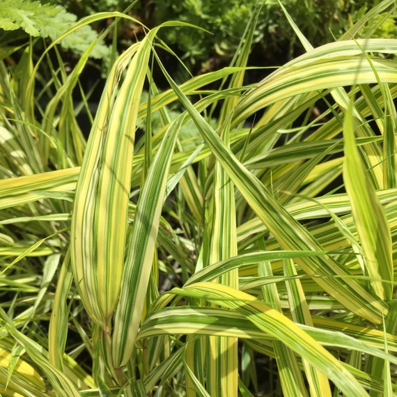 Hakonechloa macra ‘Aureola’ - Szálkafű