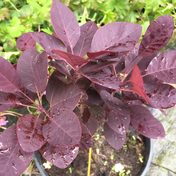 Cotinus coggygria `Royal Purple` - Bíbor cserszömörce