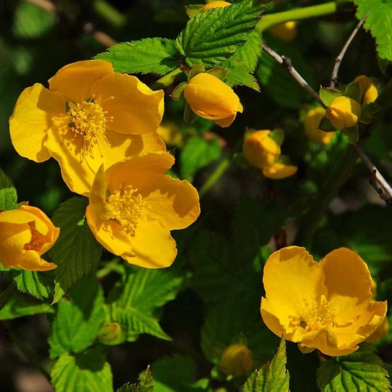 Kerria japonica `Golden Guinea` - Boglárkacserje