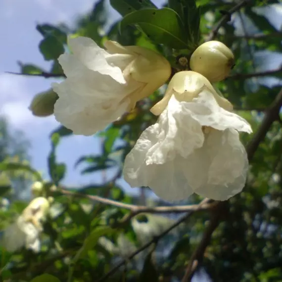 Punica granatum `Alba Plena` - Fehér virágú gránátalma