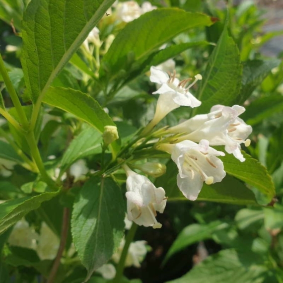 Weigela florida `Snowflake` - Fehér virágú rózsalonc