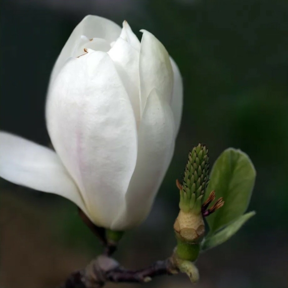 Magnolia soulangeana `Alba Superba` - Nagyvirágú liliomfa