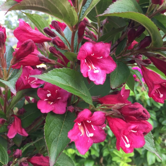 Weigela florida `Bristol Ruby` - Rózsalonc