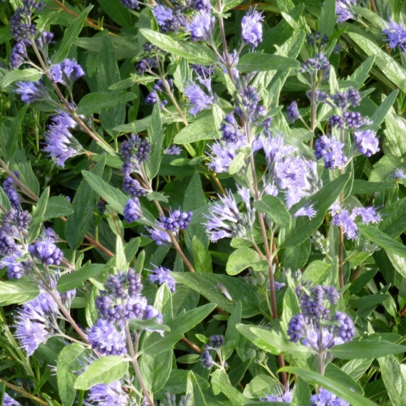 Caryoptris x clandonensis `Heavenly Blue` - Keskenylevelű angol kékszakáll