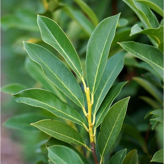 Prunus laurocerasus 'Elly' - Babérmeggy