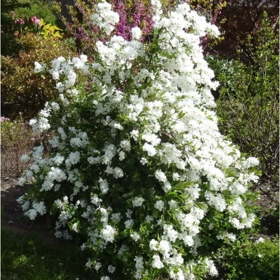 Exochorda x macrantha `The Bride` - Dúsvirágú gyöngycserje