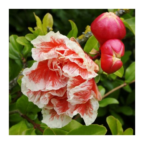 Punica granatum `Legrelliae` - Cirmos virágú gránátalma