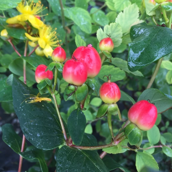 Hypericum x inodorum `Rheingold` - Bogyós orbáncfű