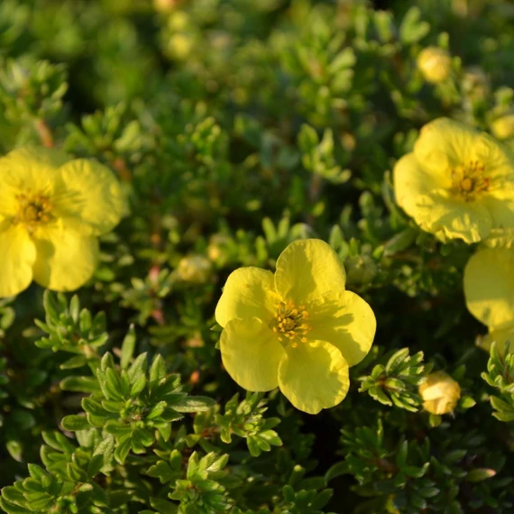 Potentilla fruticosa 'Kobold' - Cserjés pimpó