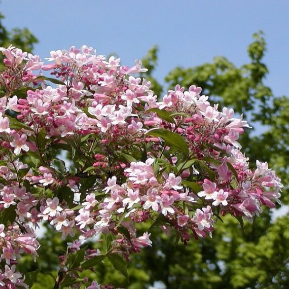 Kolkwitzia amabilis `Pink Cloud` - Viráglonc